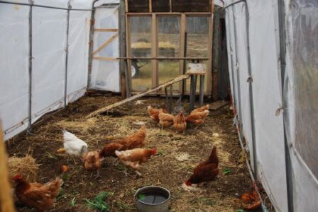 The Chicken Cabana Room Image